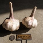 Red Janice garlic