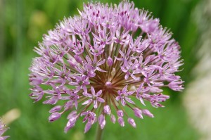 Garlic flower