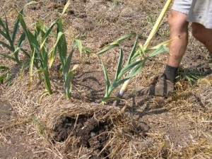 digging garlic