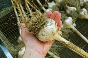 harvest ready garlic