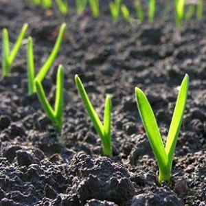 When to plant garlic