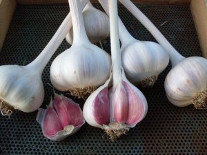 Romanian Red garlic