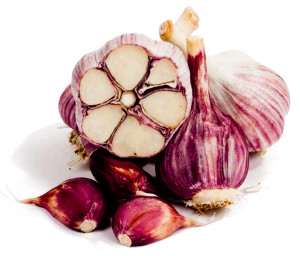 gourmet garlic