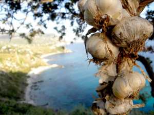 growing garlic from seed