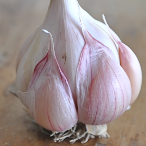 nootka rose garlic