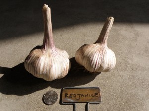 red janice garlic