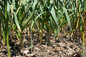 when to harvest garlic