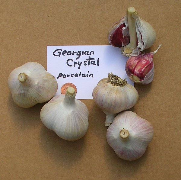 Georgian Crystal garlic