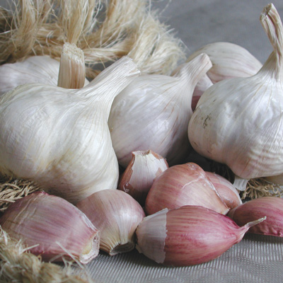 Italian Late garlic