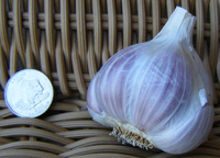 creole red garlic