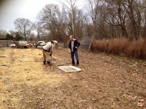 growing garlic in tennessee