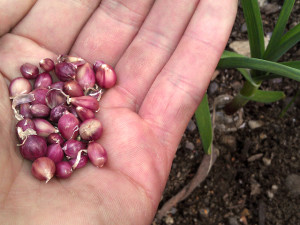 growing garlic from bulbils