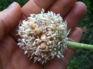 garlic bulbils and seeds