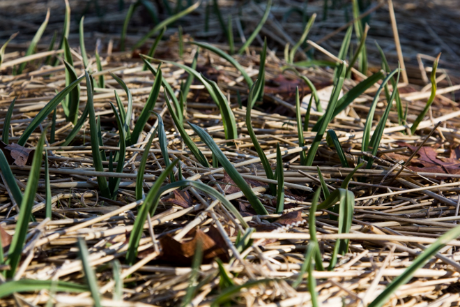 Garlic shoots in January at our middle Tennessee farm