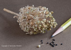 growing garlic from true seed