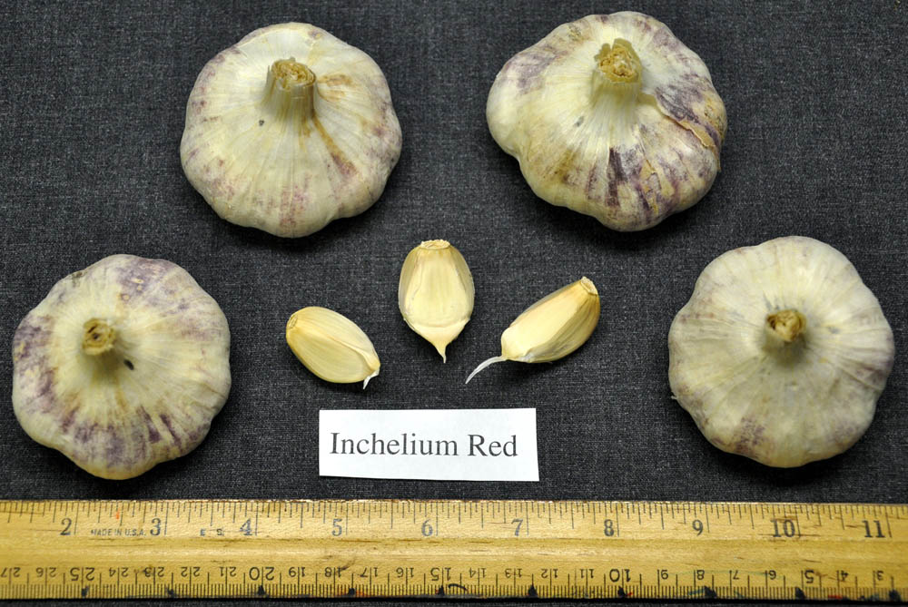 inchelium red garlic