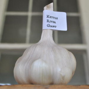 Kettle river giant garlic