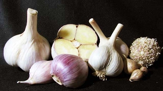 majestic garlic