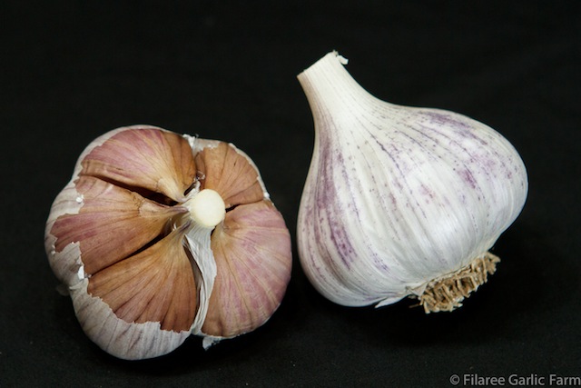 Pyong Vang garlic photo courtesy of Filaree Garlic Farm.