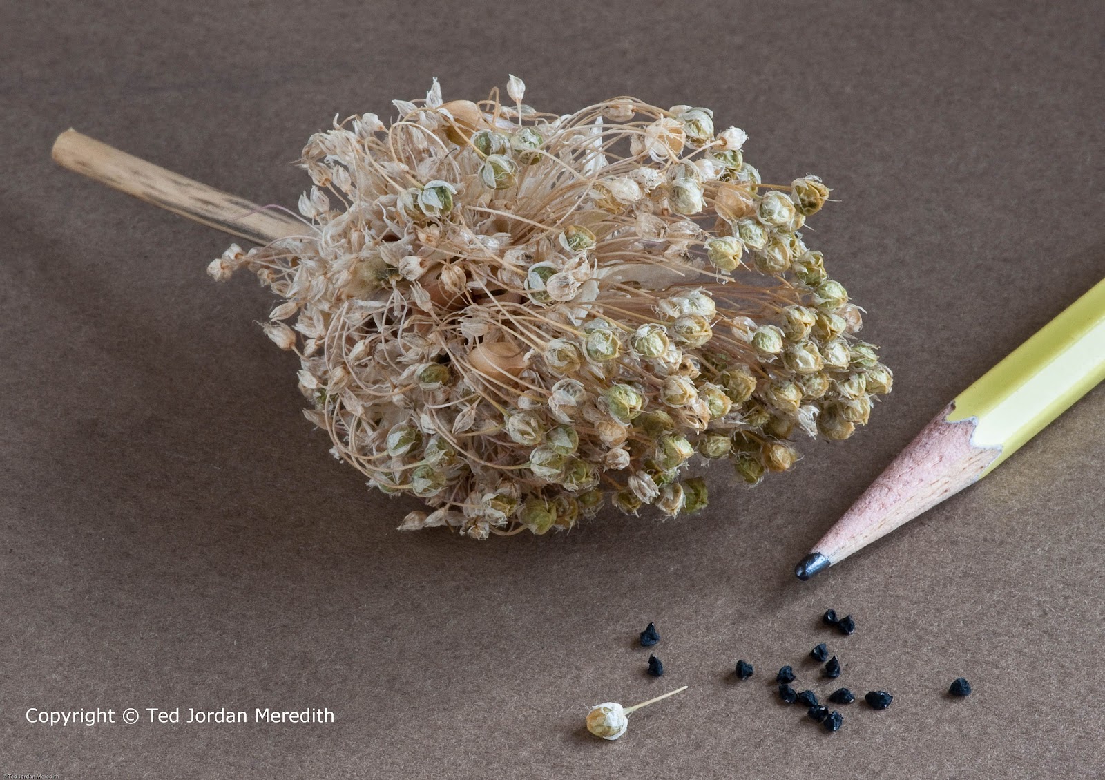 Growing Garlic from Seed Gourmet Garlic